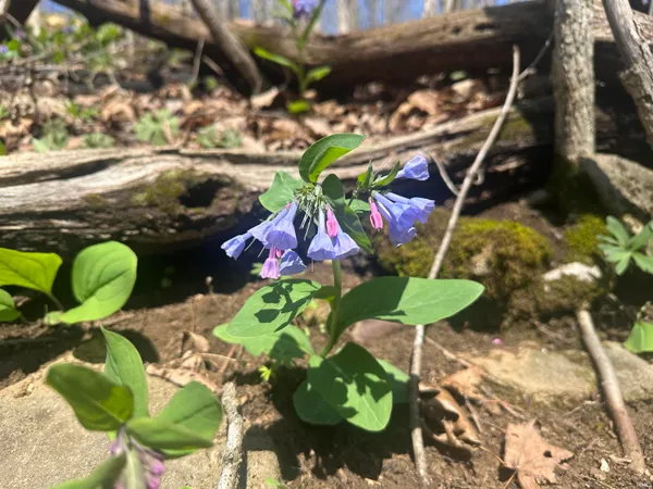 $157,000 | 0 Red Oak Lane, Laurel, IN 47024