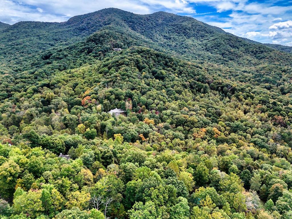 2532 Hunter Road Hiawassee, GA 30546 - Photo 39 of 54 a view of a lush green forest with trees in the background