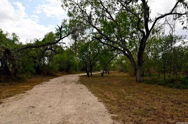a view of a tree in the middle of a yard