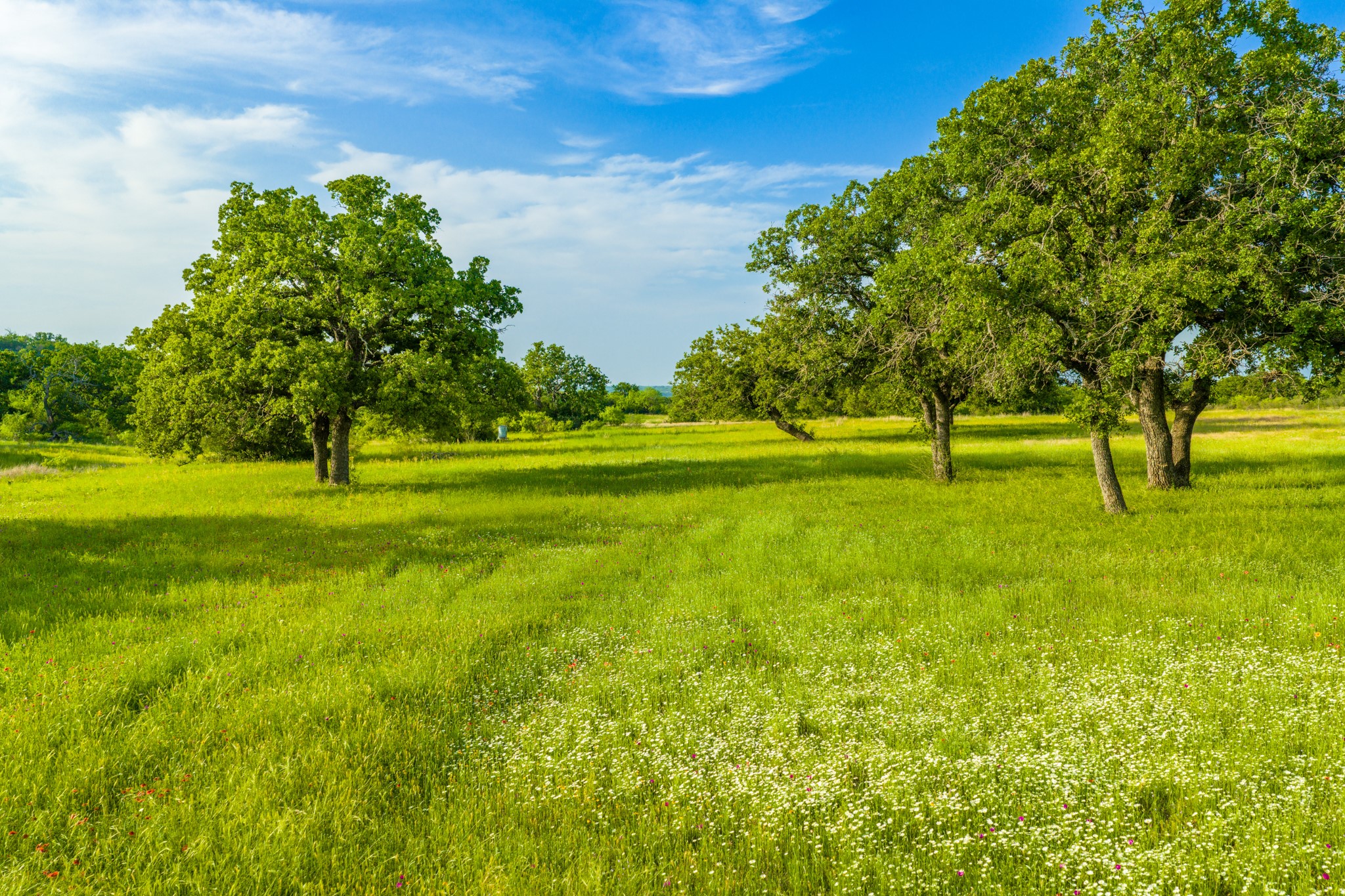 11079 Cr 266 Rochelle Tx 76872 Rochelle, TX 76872 - Photo 5 of 40 Expansive grassy acreage featuring mature oak trees and scattered wildflowers under a bright blue sky