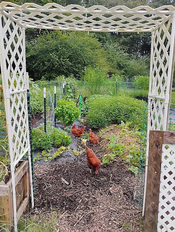 650 Satellite Road Graceville, FL 32440 - Photo 4 of 23 a view of a backyard with plants and garden