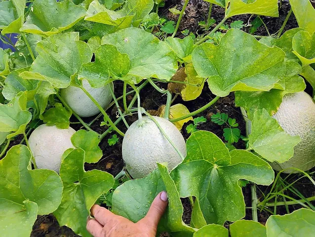 $244,999 | 650 Satellite Road, Graceville, FL 32440