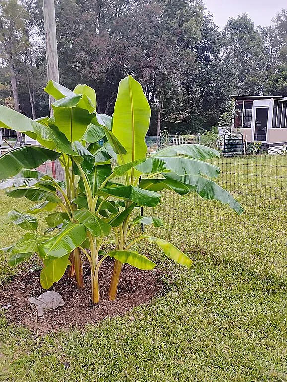 650 Satellite Road Graceville, FL 32440 - Photo 6 of 23 a view of a house with a backyard