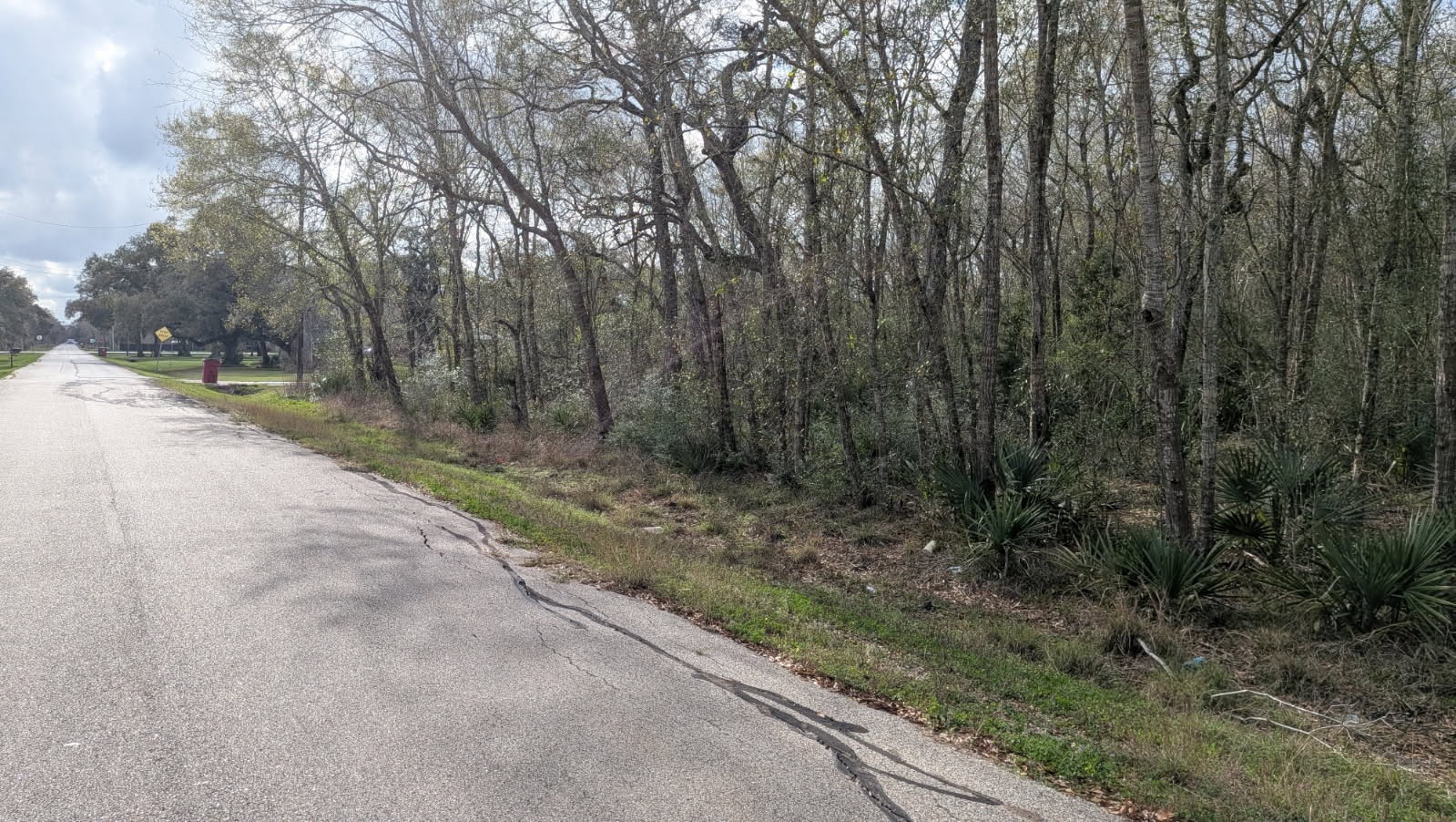a view of a forest with trees on both side of the road