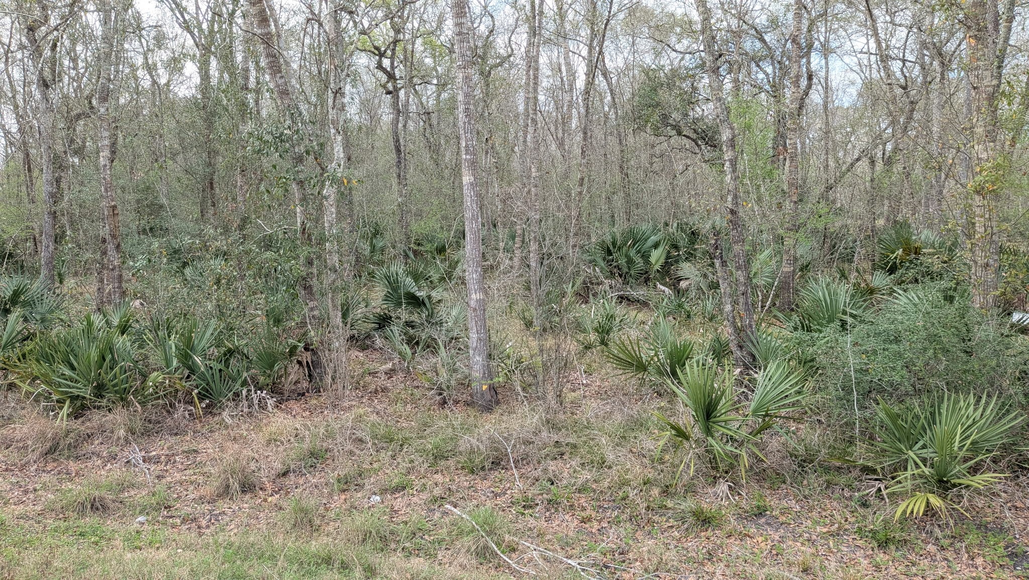 19910 County Road 684A Sweeny, TX 77480 - Photo 3 of 6 a view of a forest with trees in the background