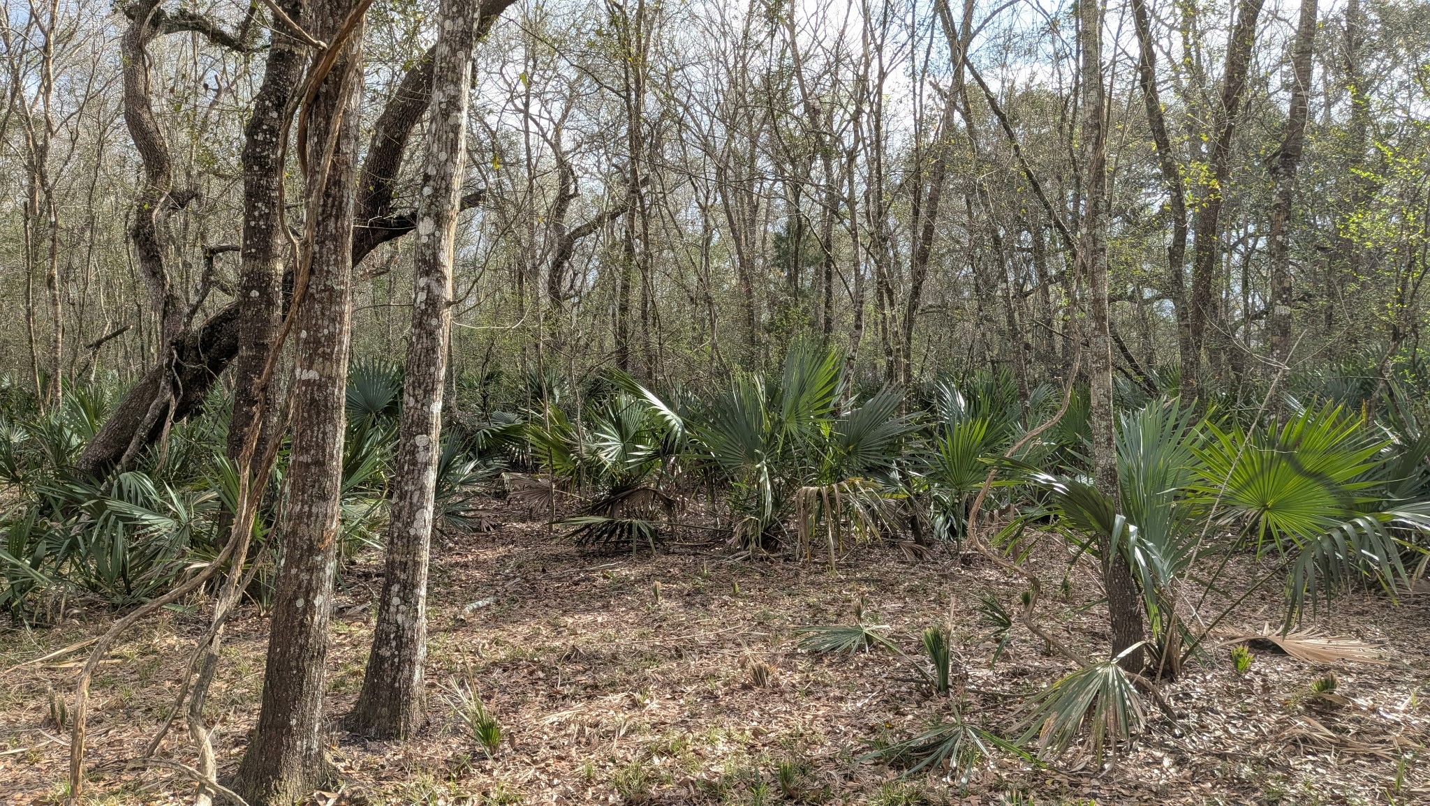 19910 County Road 684A Sweeny, TX 77480 - Photo 4 of 6 a view of forest