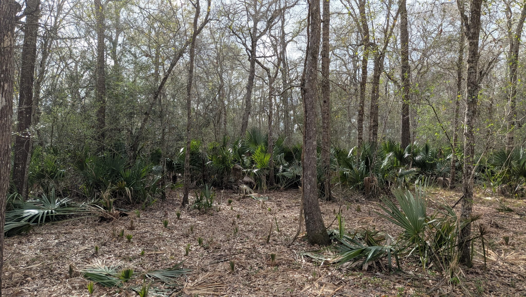 19910 County Road 684A Sweeny, TX 77480 - Photo 5 of 6 a view of forest
