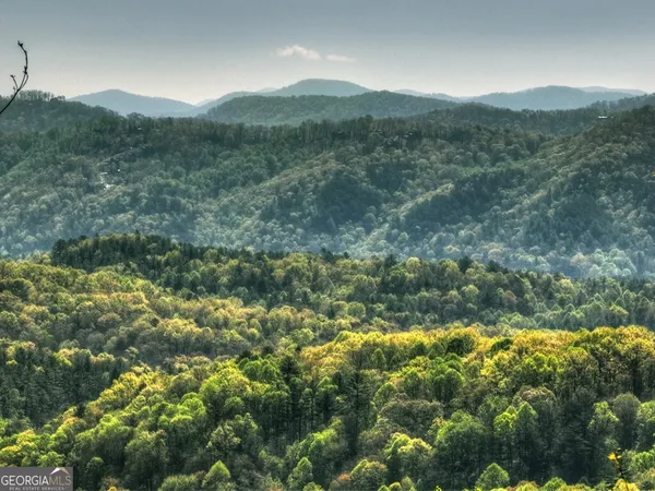 a view of a lush green forest with trees in the background