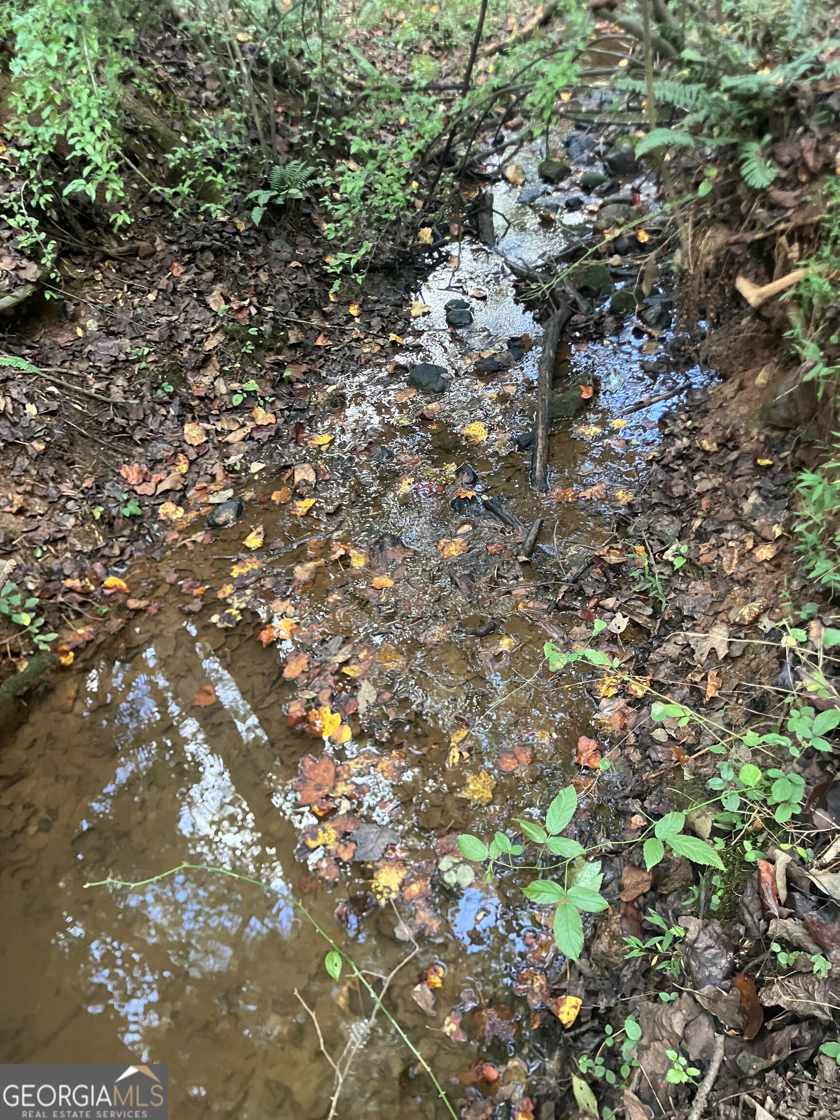 0 Berea Road Commerce, GA 30529 - Photo 4 of 10 a picture of tree