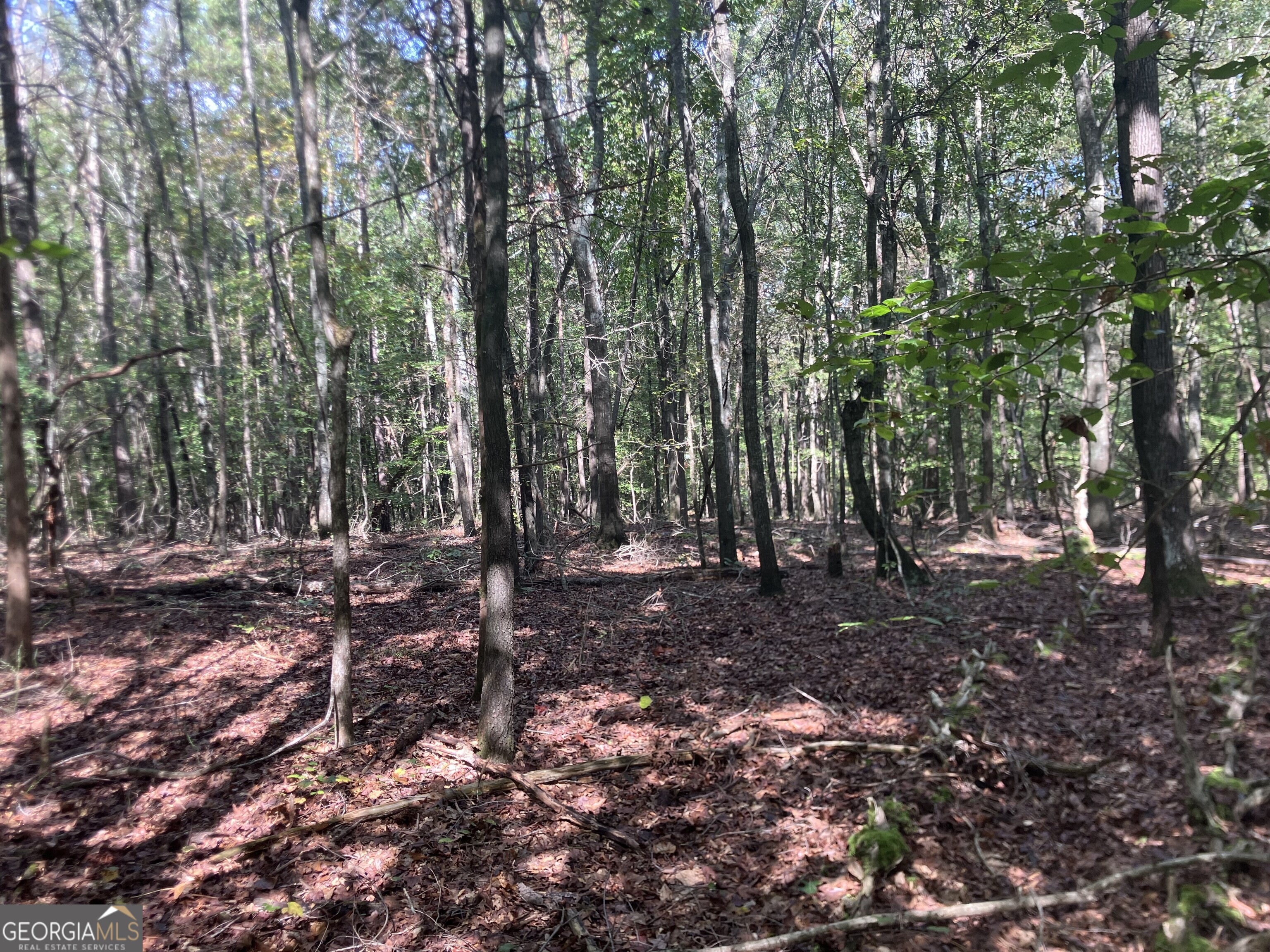 0 Berea Road Commerce, GA 30529 - Photo 7 of 10 a view of a forest with trees