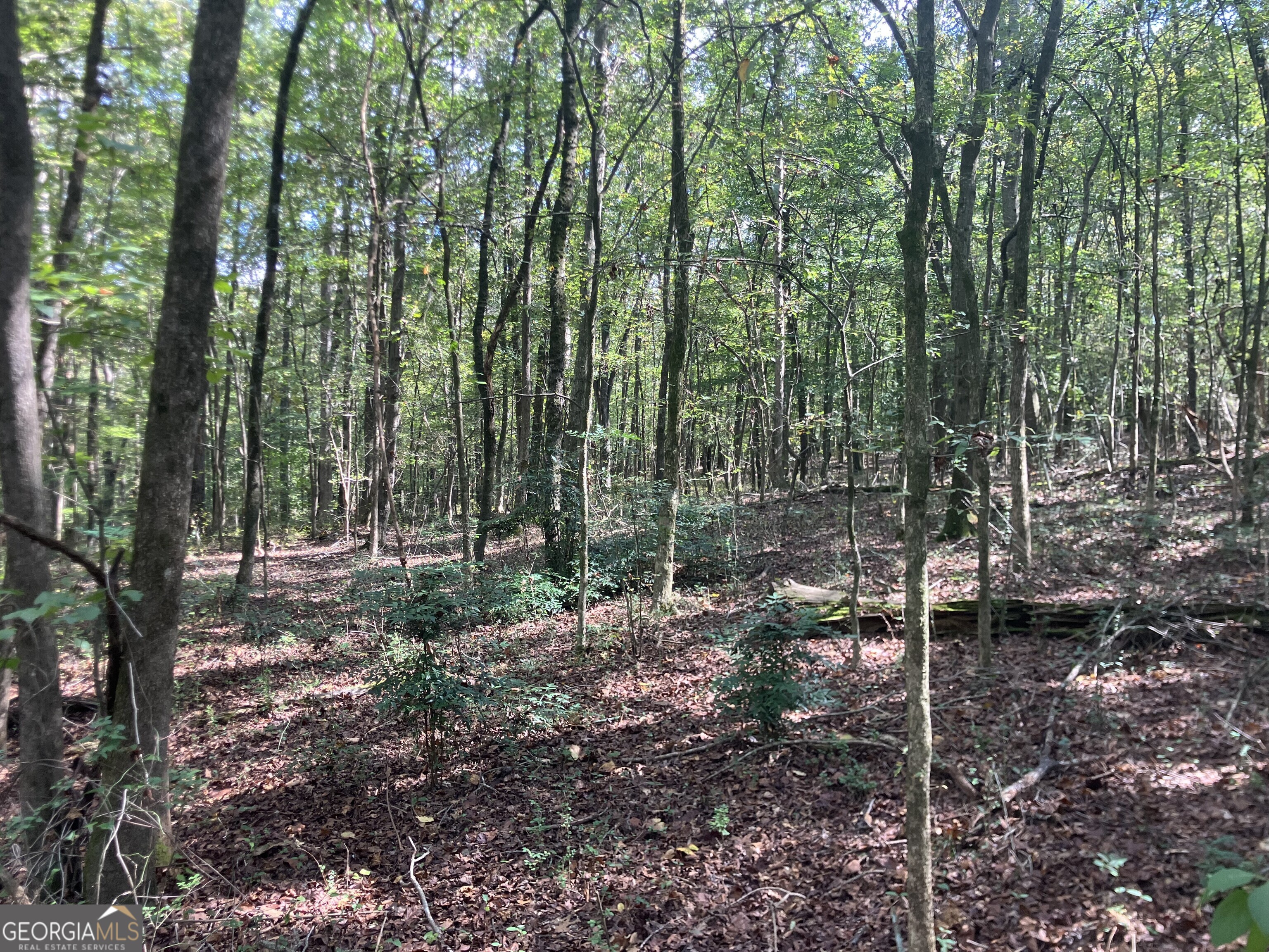 0 Berea Road Commerce, GA 30529 - Photo 8 of 10 a view of a forest filled with trees