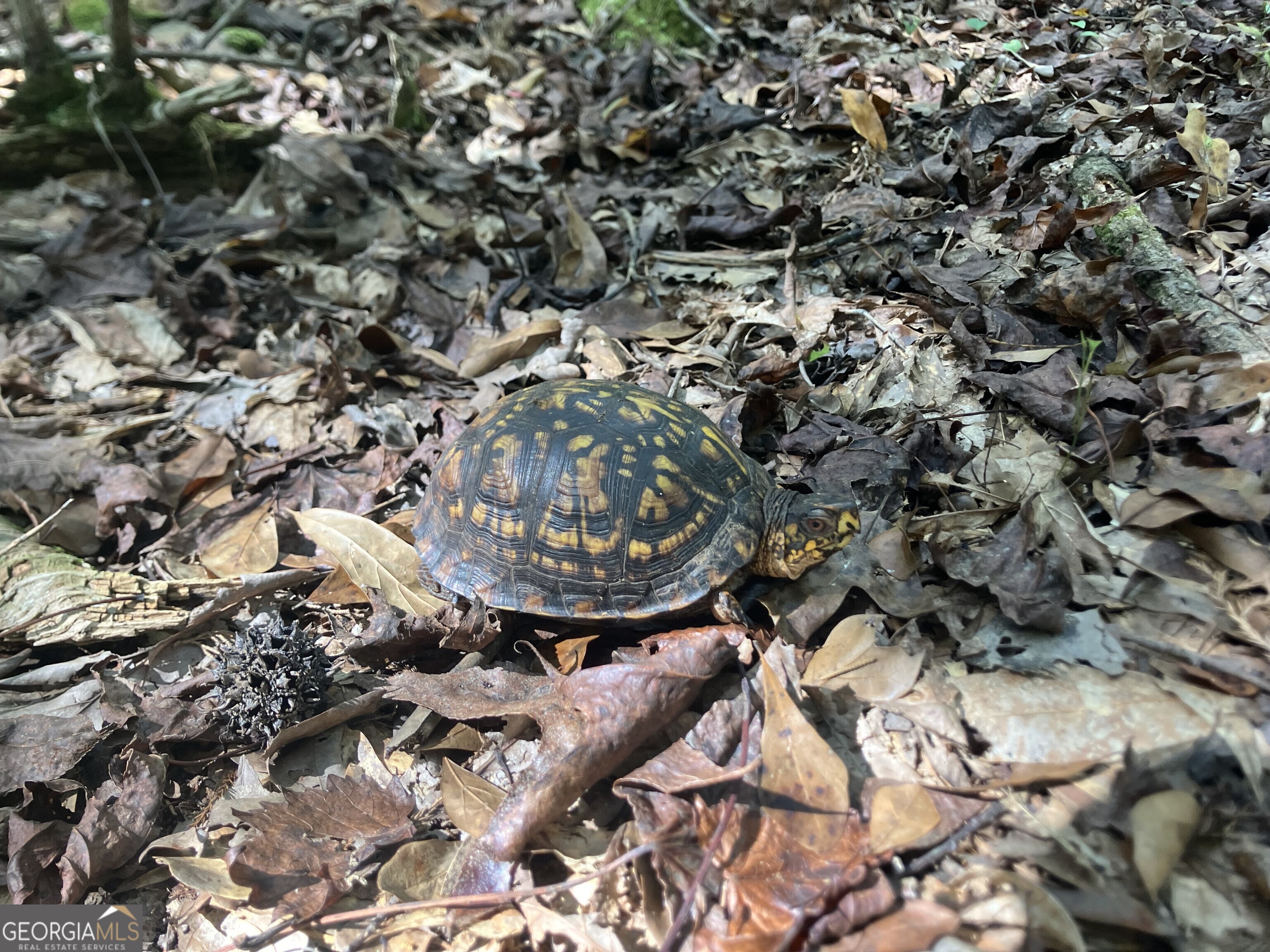 0 Berea Road Commerce, GA 30529 - Photo 10 of 10