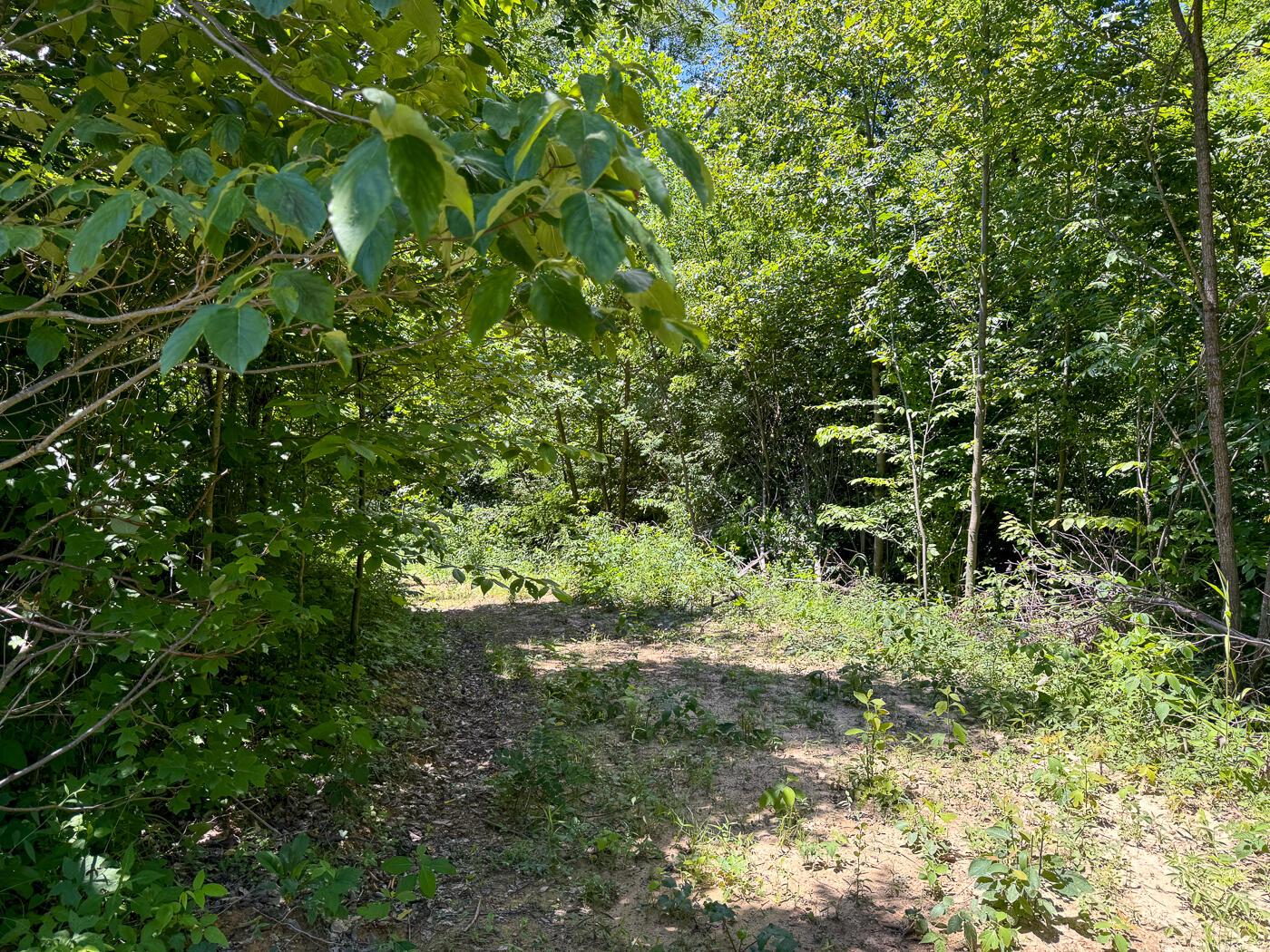 4313 Flint Ridge Road Northeast, Unit INT RIDGE TRACT 18 ACRE) Crooksville, OH 43731 - Photo 24 of 53 CT-24