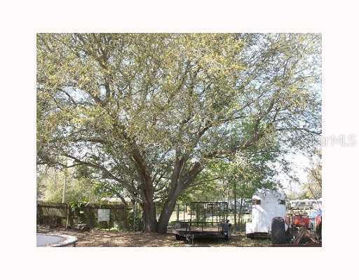 11466 Rhodine Road Riverview, FL 33569 - Photo 1 of 1 a street view with tall trees