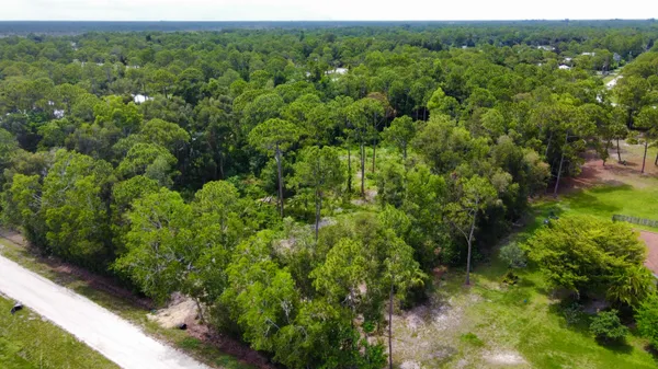a view of a forest with a street