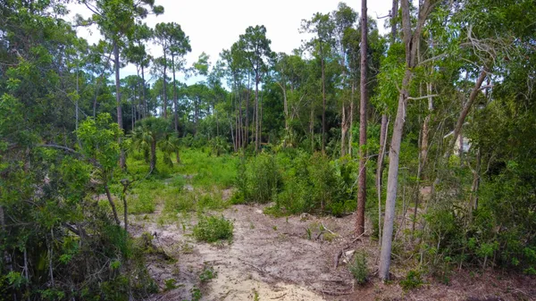 a view of a forest with trees