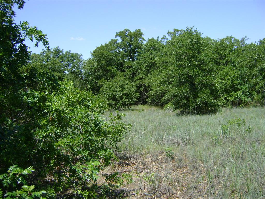 a view of a lush green space