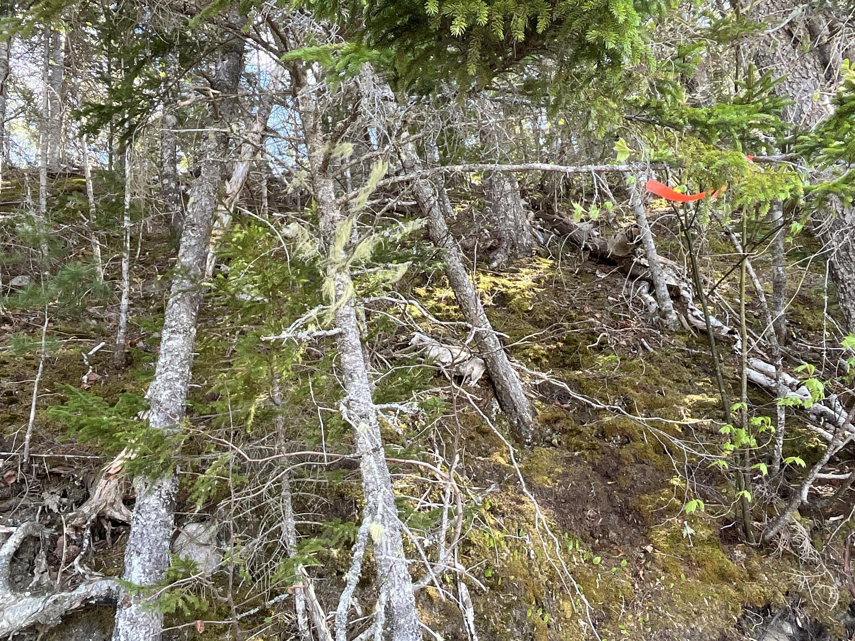 8 Blueberry Shrs Road Jonesport, ME 04649 - Photo 25 of 35 boundary at shoreline