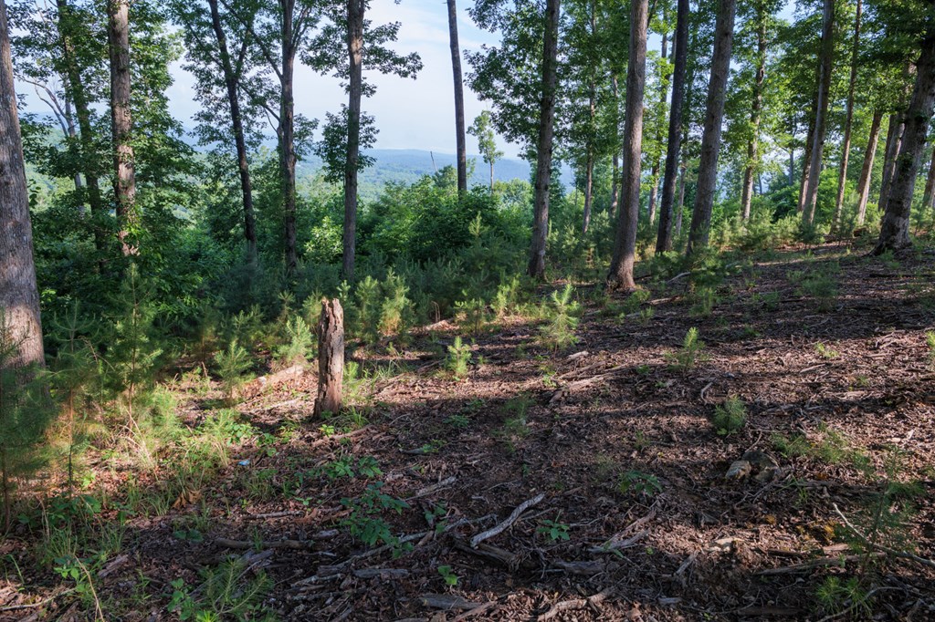 90 Winding Ridge Blairsville, GA 30512 - Photo 3 of 4