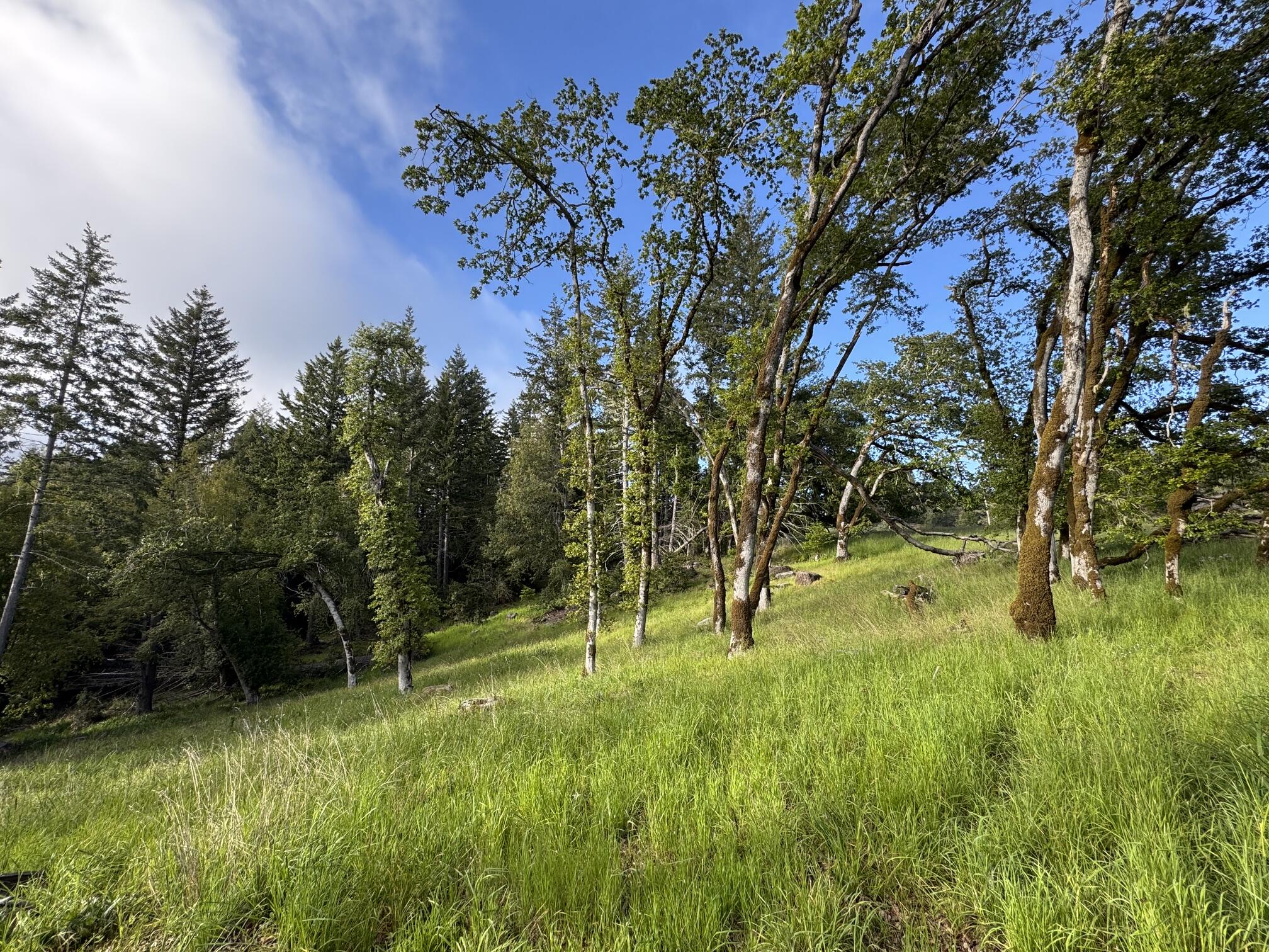 1460 Tim Mullen Road Kneeland, CA 95549 - Photo 65 of 93