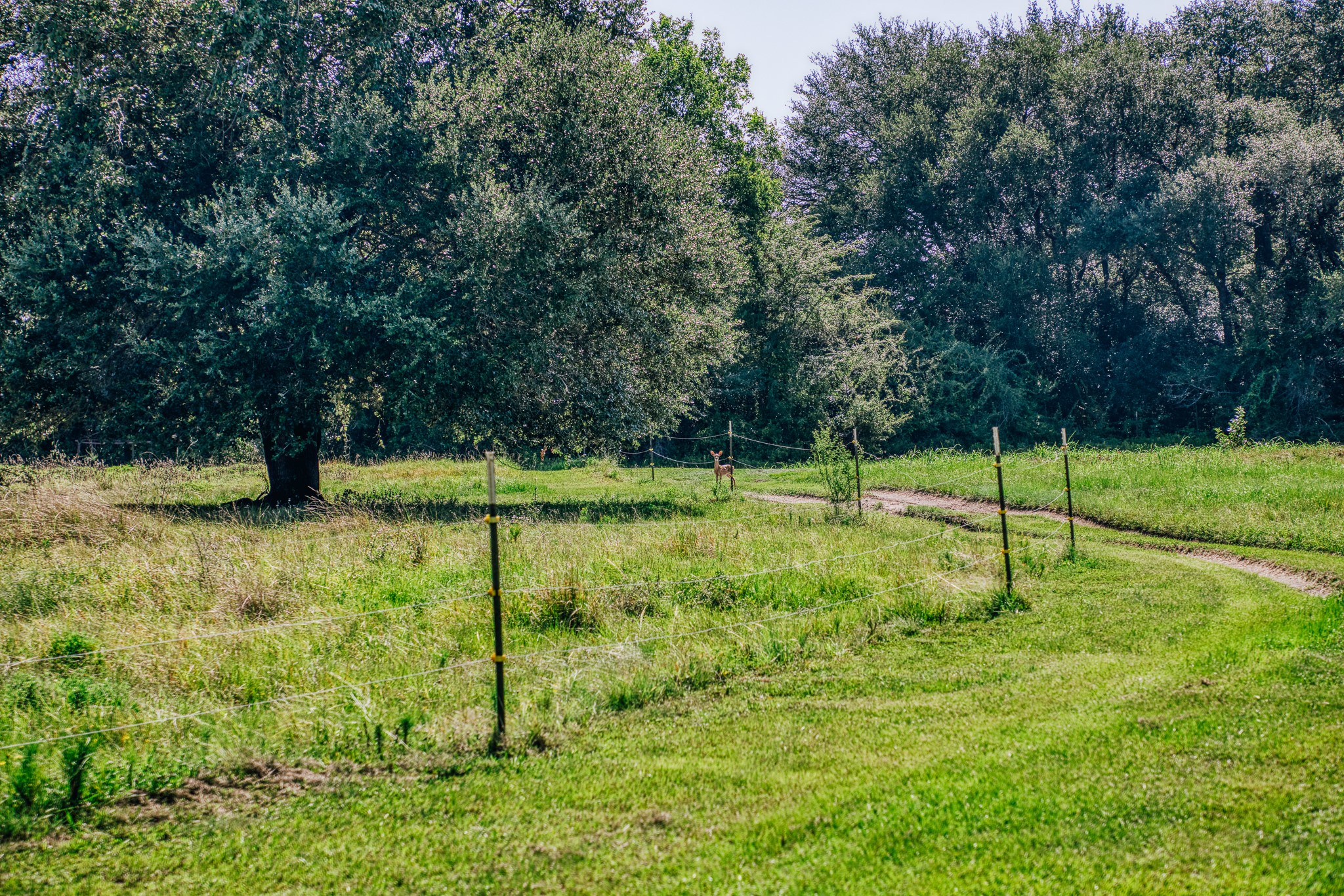 10671 Hidalgo Falls Road Washington, TX 77880 - Photo 26 of 31