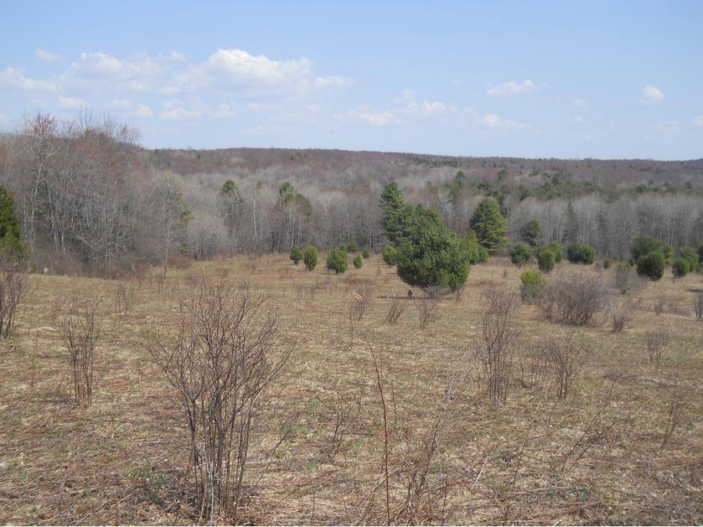300 Beeman Hill Road Greene, NY 13778 - Photo 16 of 22 Gallery Image 16