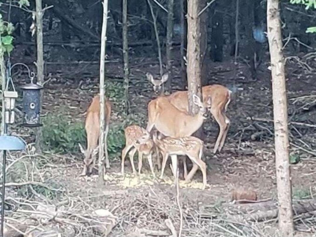 W4506 County Rd TT Wild Rose, WI 54984 - Photo 2 of 44