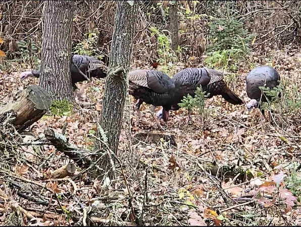 $380,000 | W4506 County Rd TT, Wild Rose, WI 54984