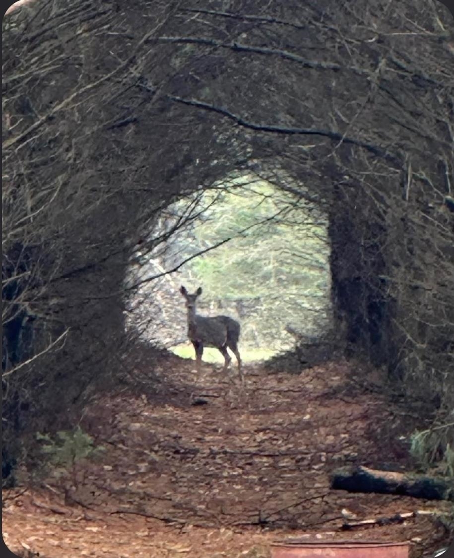 W4506 County Rd TT Wild Rose, WI 54984 - Photo 3 of 44