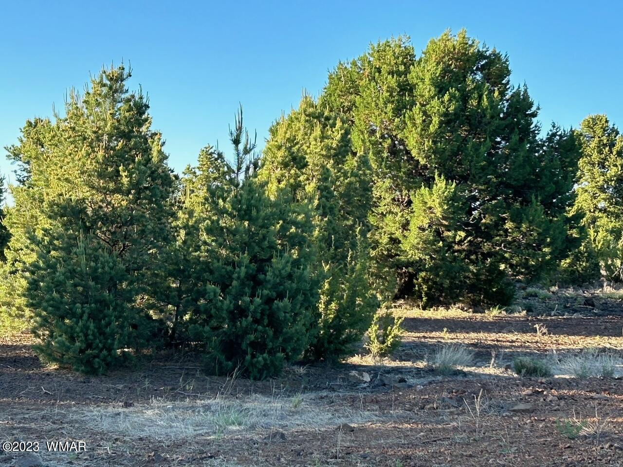 Lot 24 Mountain Pine Road Concho, AZ 85924 - Photo 1 of 5