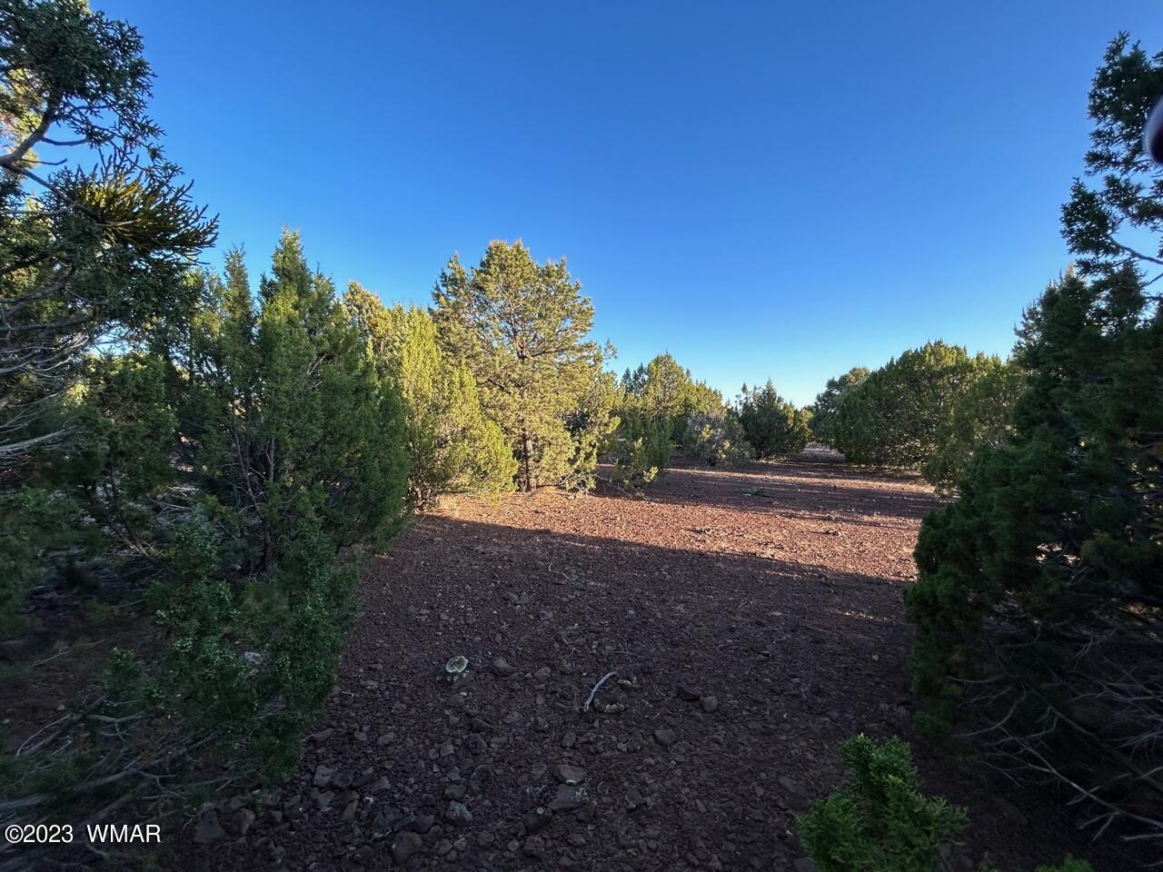 Lot 24 Mountain Pine Road Concho, AZ 85924 - Photo 2 of 5