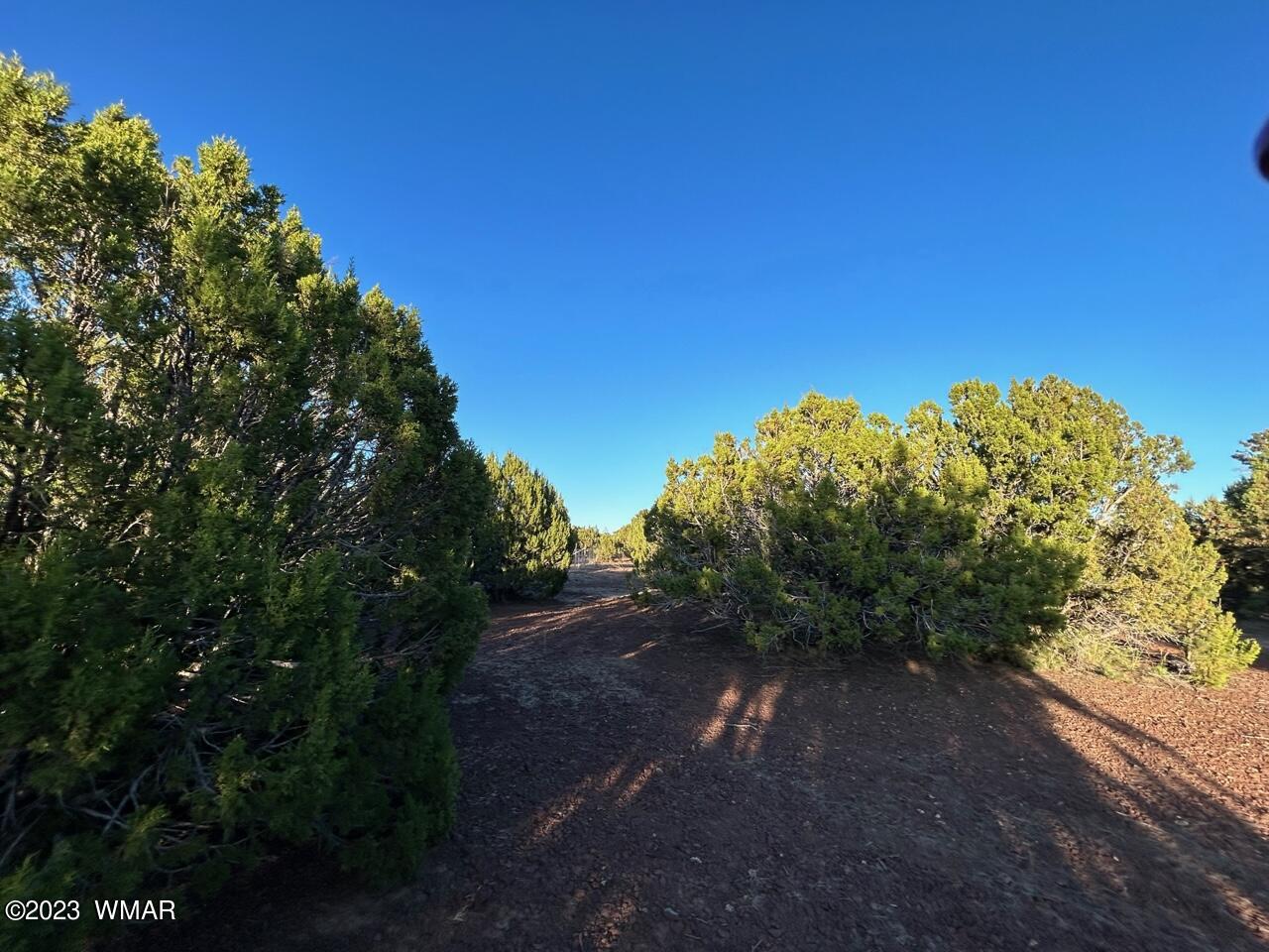 Lot 24 Mountain Pine Road Concho, AZ 85924 - Photo 3 of 5