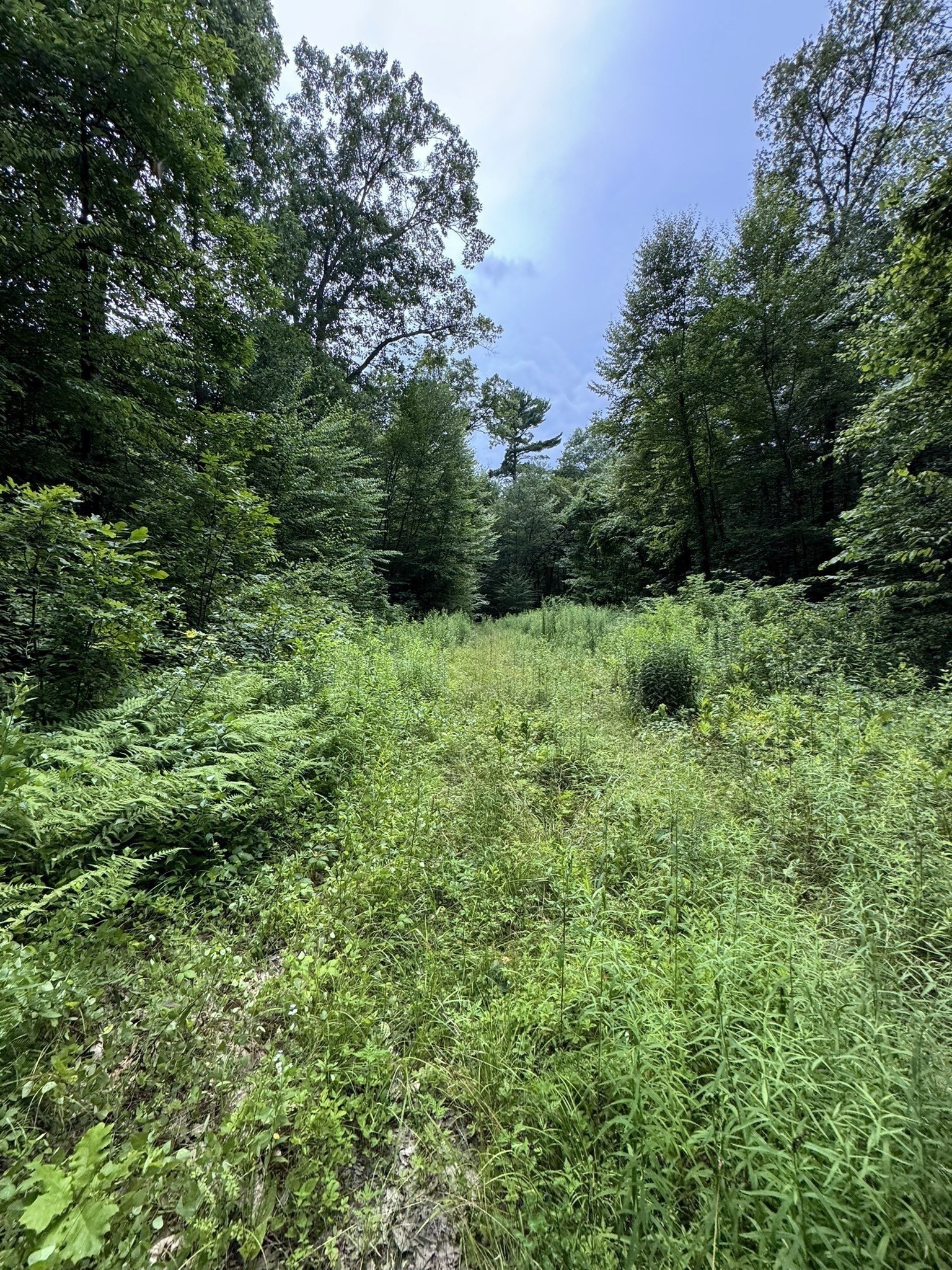 0 Patrill Hollow Road Hardwick, MA 01037 - Photo 8 of 24 Gallery Image 8