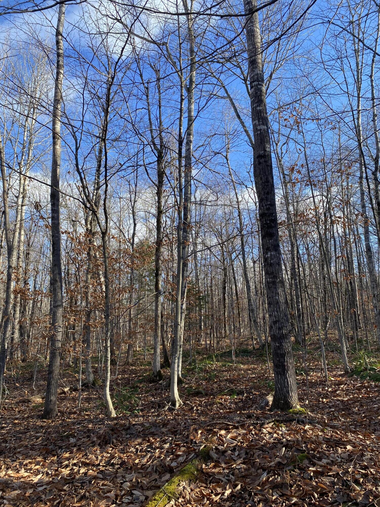 Lot 023 Pleasant Ridge Road Dexter, ME 04930 - Photo 1 of 7 IMG_8525