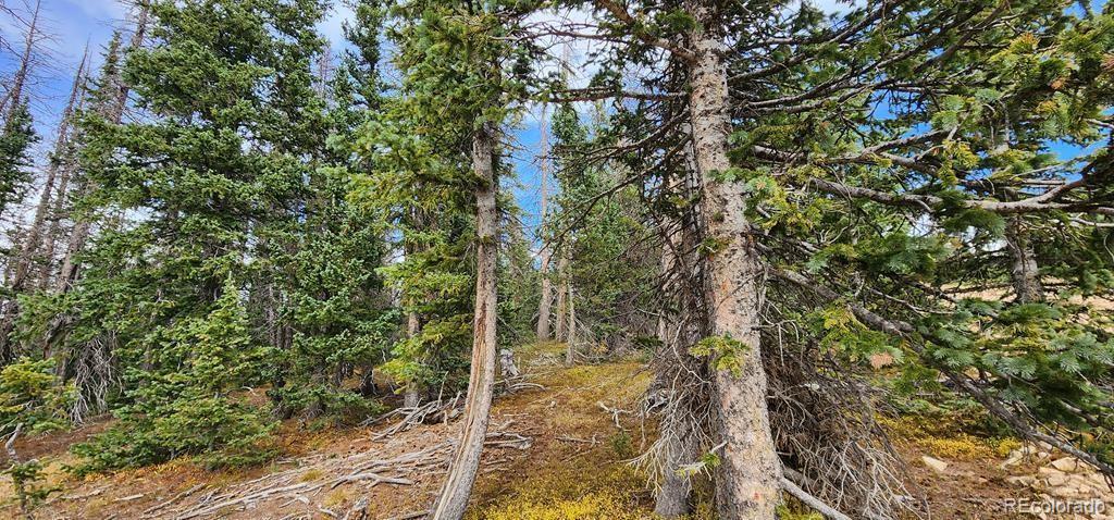 a view of a forest