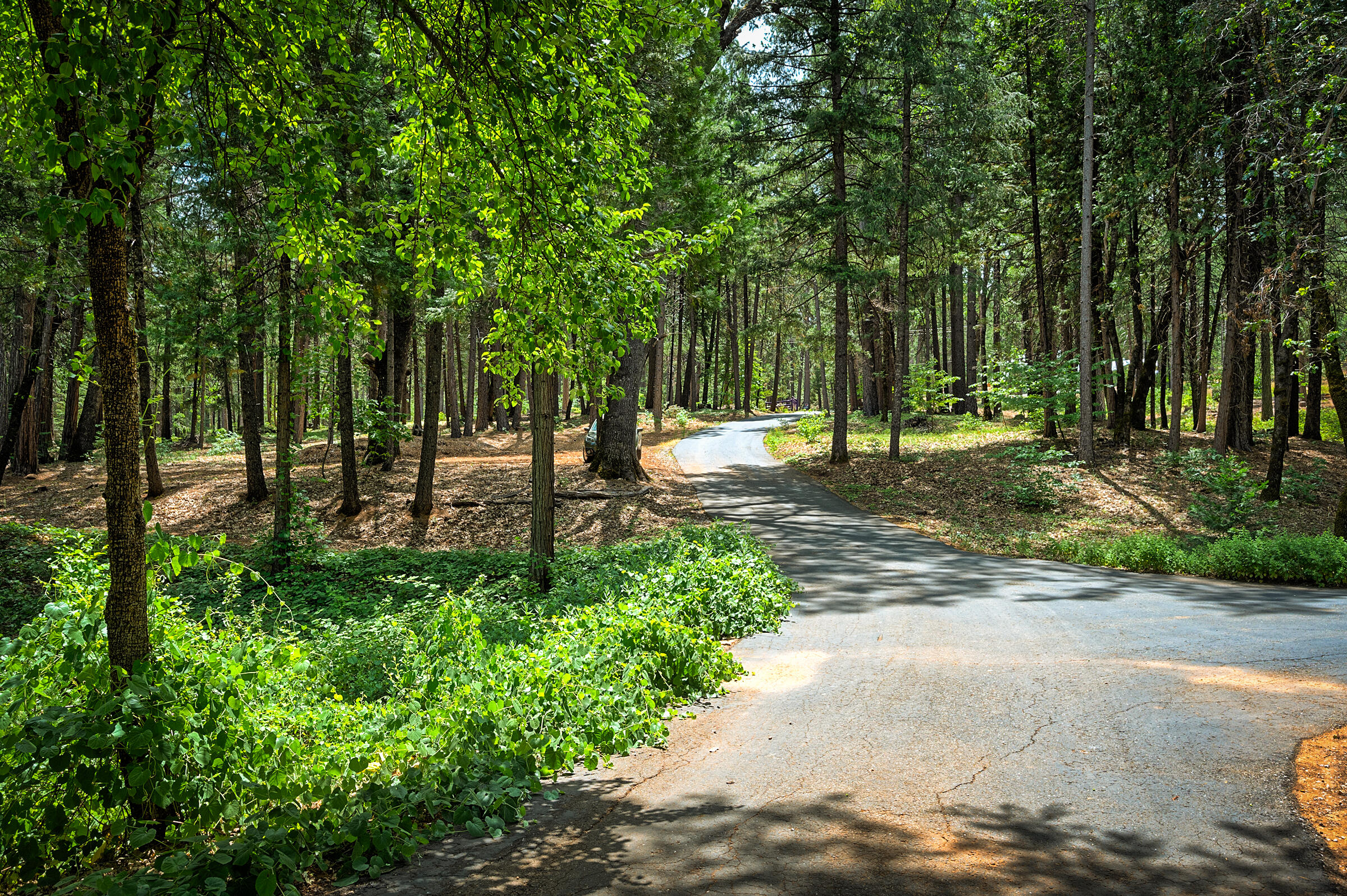 29230 Fenders Ferry Road Bella Vista, CA 96008 - Photo 43 of 60 a view of a park with trees in the background