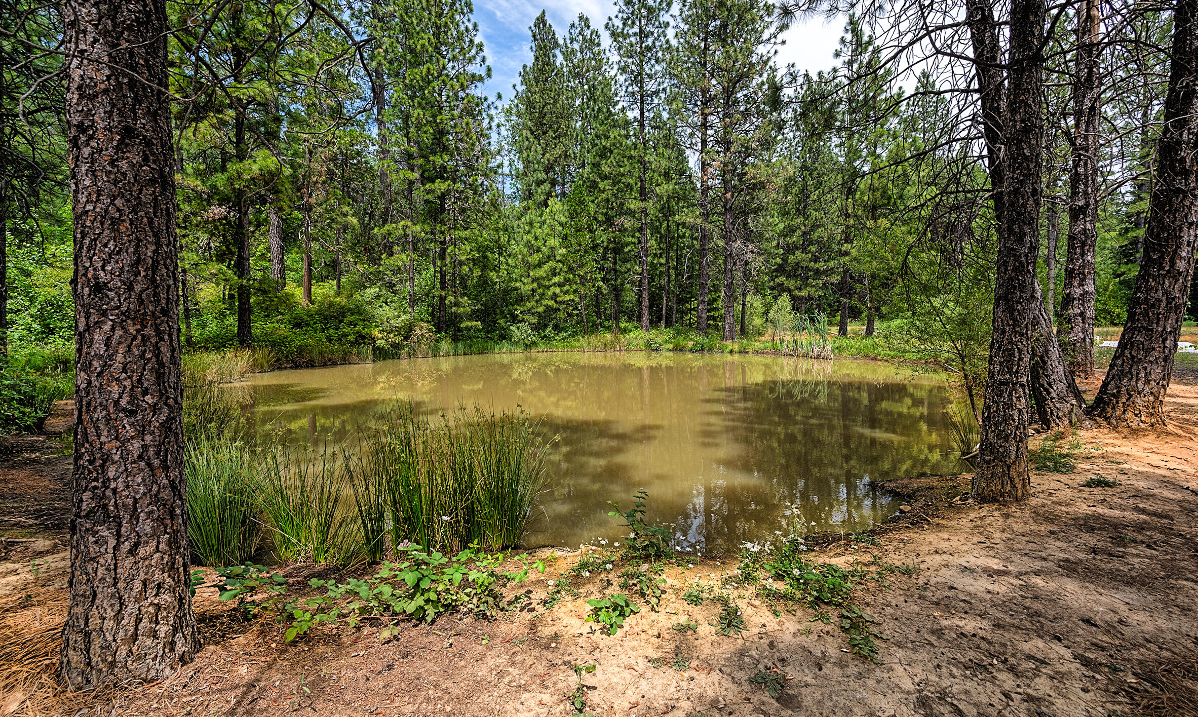 29230 Fenders Ferry Road Bella Vista, CA 96008 - Photo 50 of 60 a view of a lake with a large trees