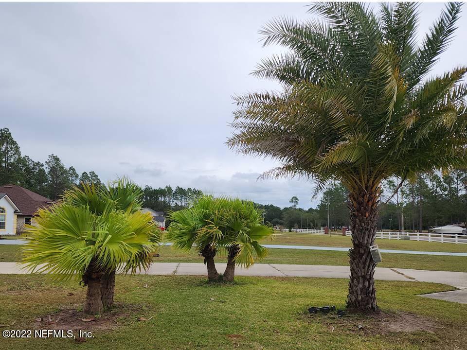 9528 Ford Road Bryceville, FL 32009 - Photo 4 of 52 palm trees on property