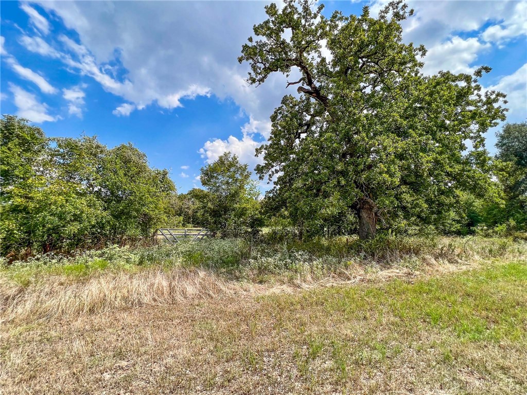8 Fm 2745 Road Kosse, TX 76653 - Photo 23 of 36 a view of a tree with a yard