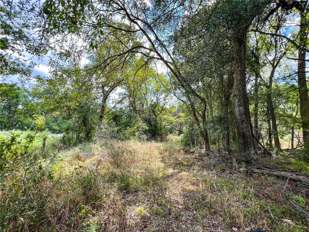 8 Fm 2745 Road Kosse, TX 76653 - Photo 24 of 36 a view of a forest with trees in the background