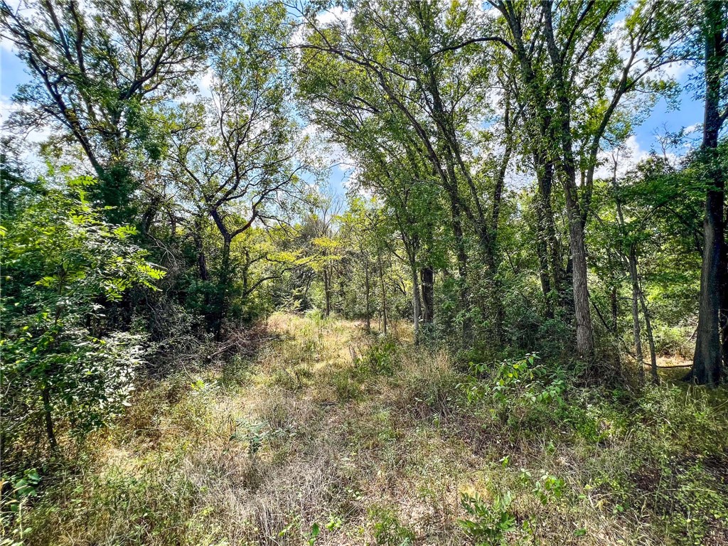 8 Fm 2745 Road Kosse, TX 76653 - Photo 25 of 36 a view of forest
