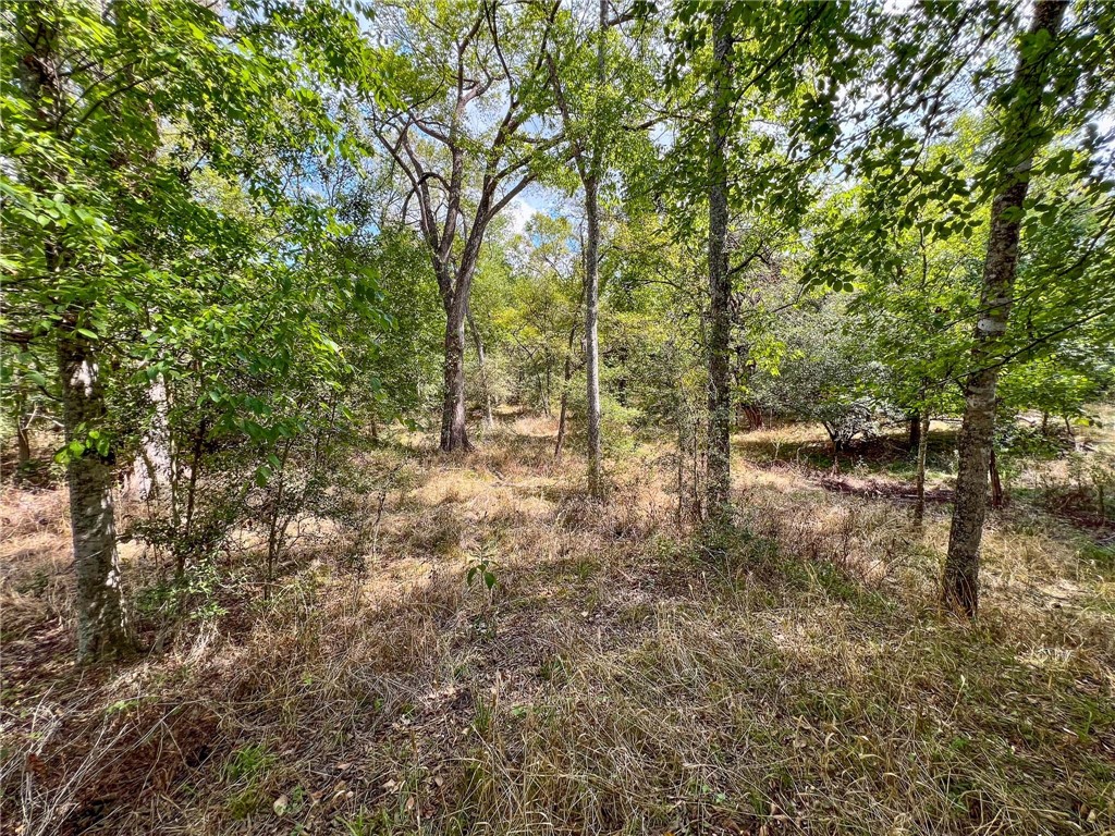 8 Fm 2745 Road Kosse, TX 76653 - Photo 31 of 36 a view of forest