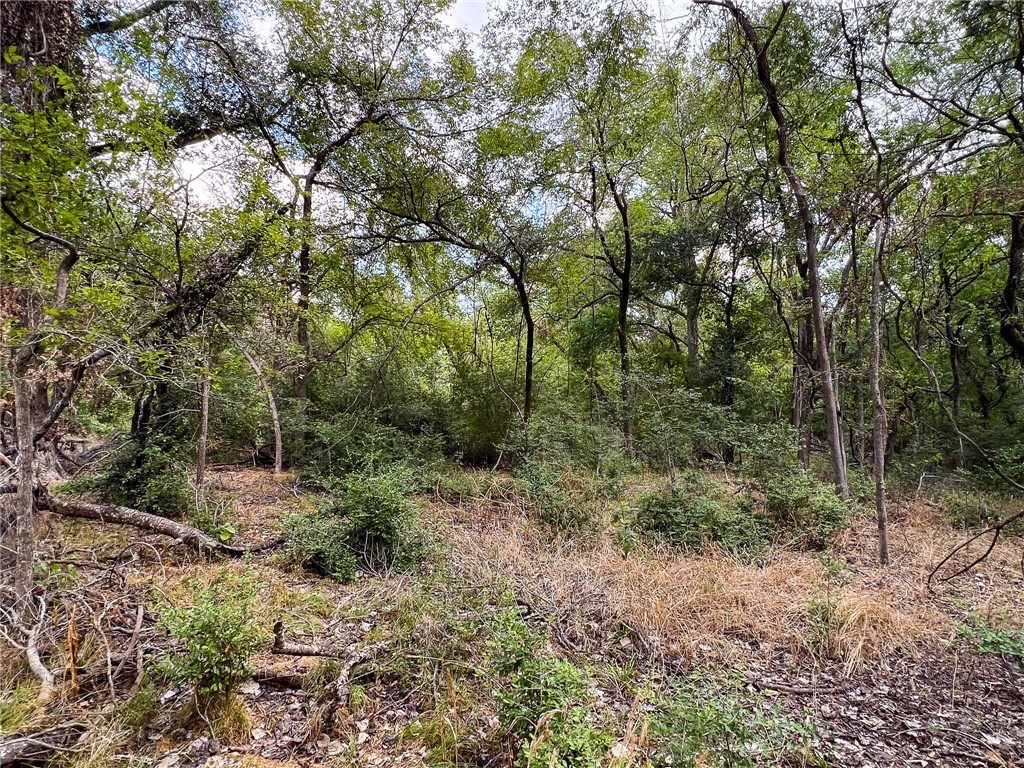 8 Fm 2745 Road Kosse, TX 76653 - Photo 35 of 36 a view of a forest filled with trees