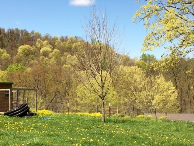 383 Camp Ground Road Confluence, PA 15424 - Photo 21 of 22 Great View