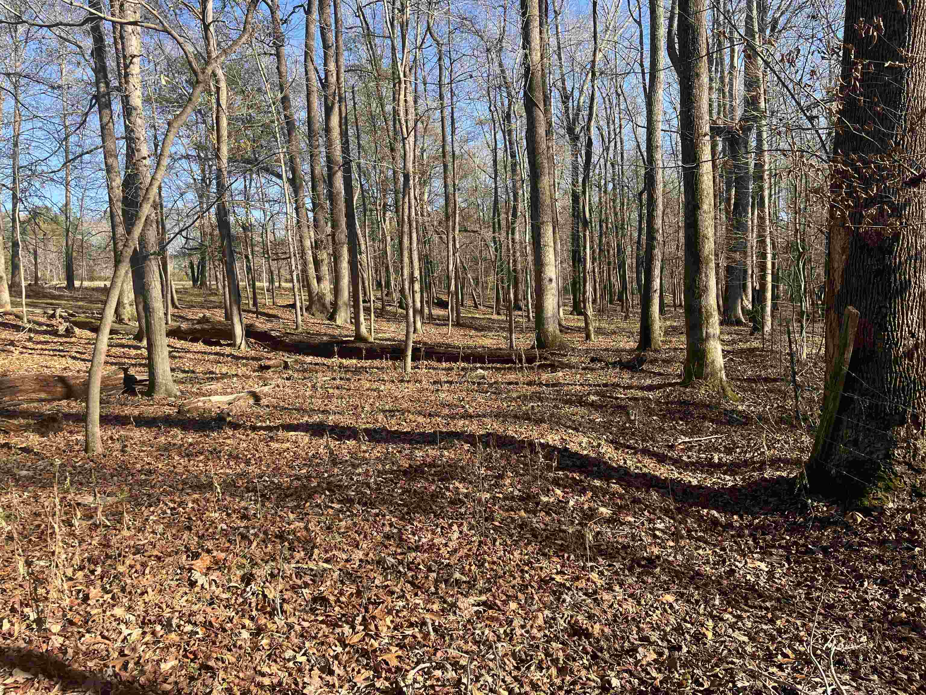 0 Woods Farm Road Chesnee, SC 29323 - Photo 10 of 15