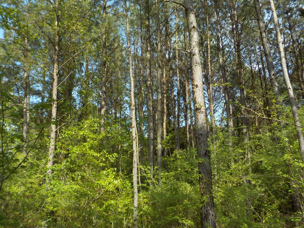 5.3-ac Memphis Church Road Dothan, AL 36301 - Photo 11 of 29