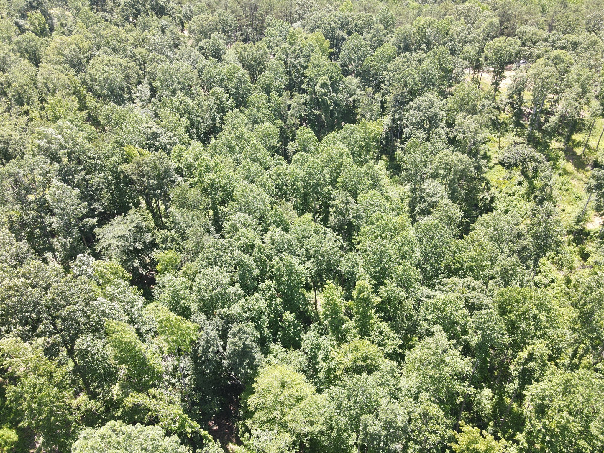 3 Copper Spring Road Springville, TN 38256 - Photo 23 of 34 Gallery Image 23