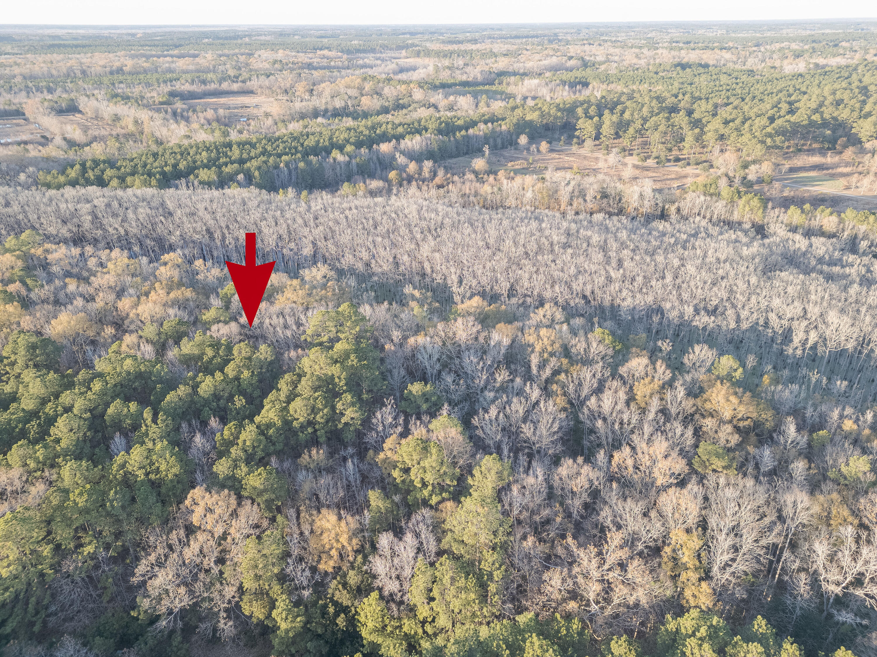 0 Allen Lane Walterboro, SC 29488 - Photo 11 of 17 WalterboroLand--15