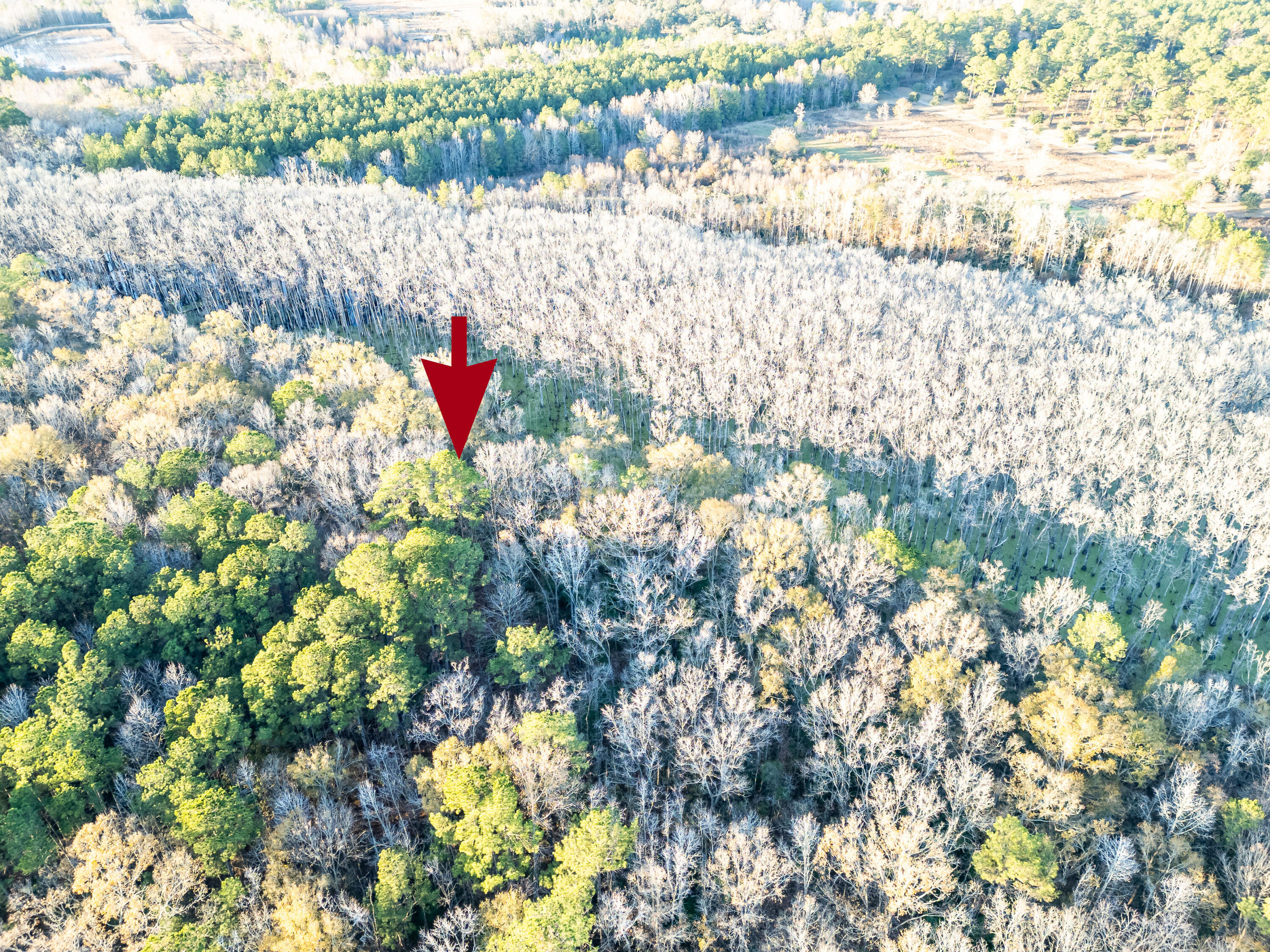0 Allen Lane Walterboro, SC 29488 - Photo 12 of 17 WalterboroLand--8