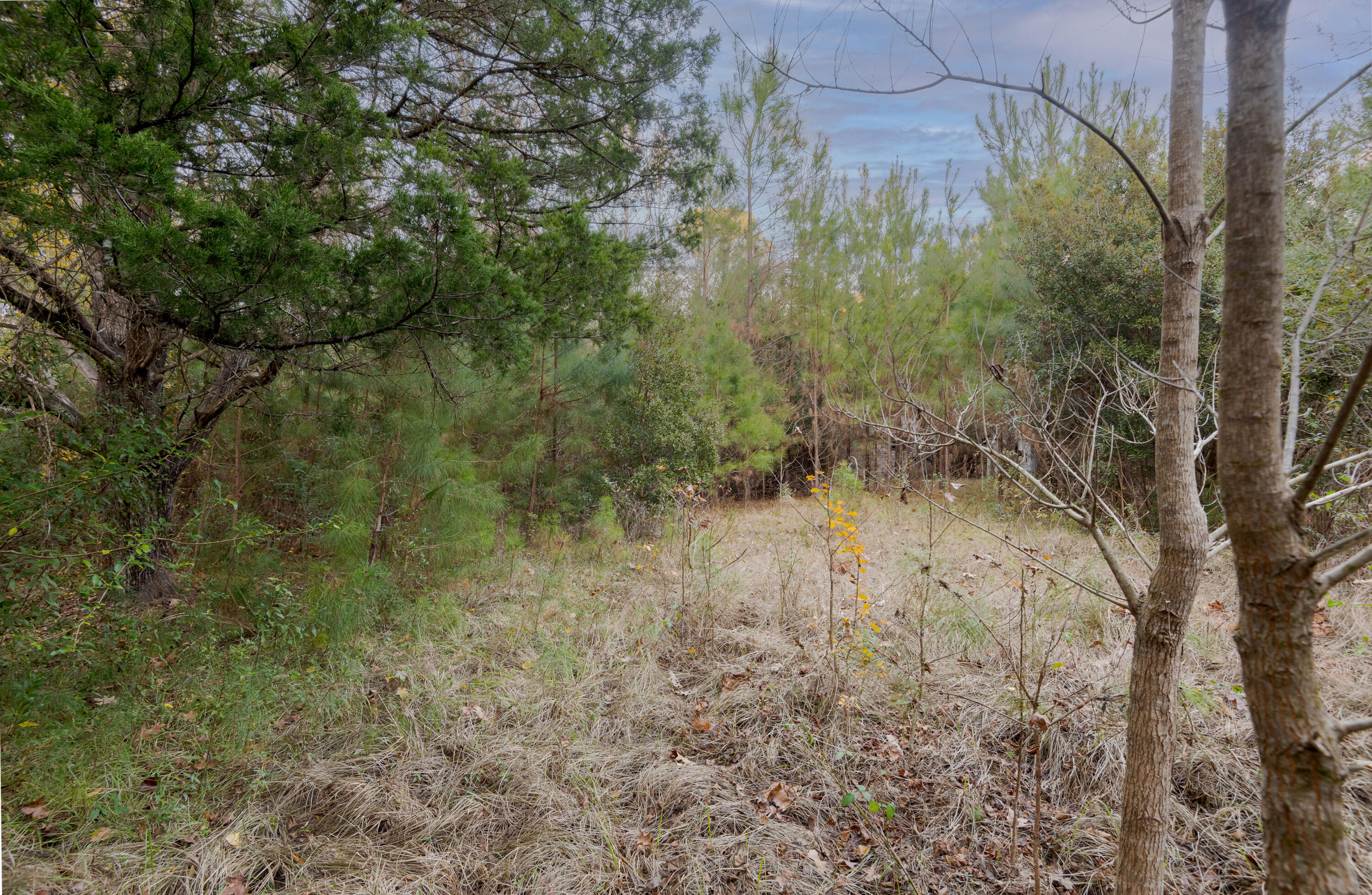 0 Allen Lane Walterboro, SC 29488 - Photo 3 of 17 WalterboroLand--3